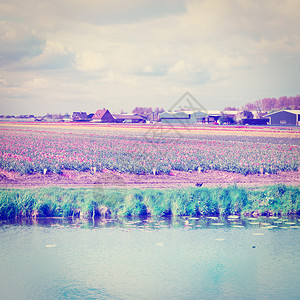 荷兰Tullips田间灌溉运河图片