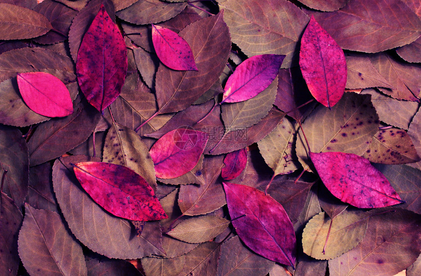 秋天干紫罗兰叶的成分图片