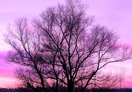 一棵大老树的剪影在美丽的日落紫罗兰色背景复古过滤图片
