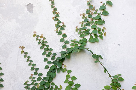 白色水泥墙上的Coatbuttons墨西哥雏菊植物图片