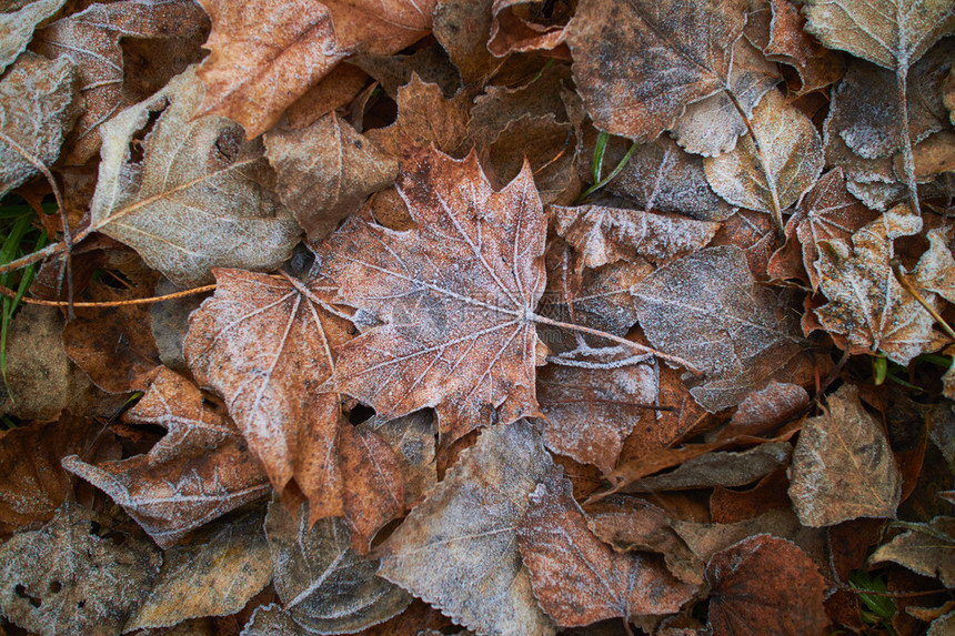 秋叶覆盖着白霜关闭图片