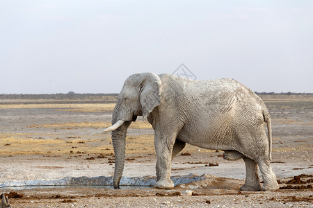 白非洲大象来自水坑上的泥土图片