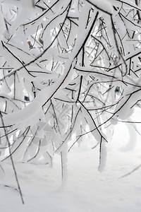 从柳树枝下覆盖着厚的雪层图片