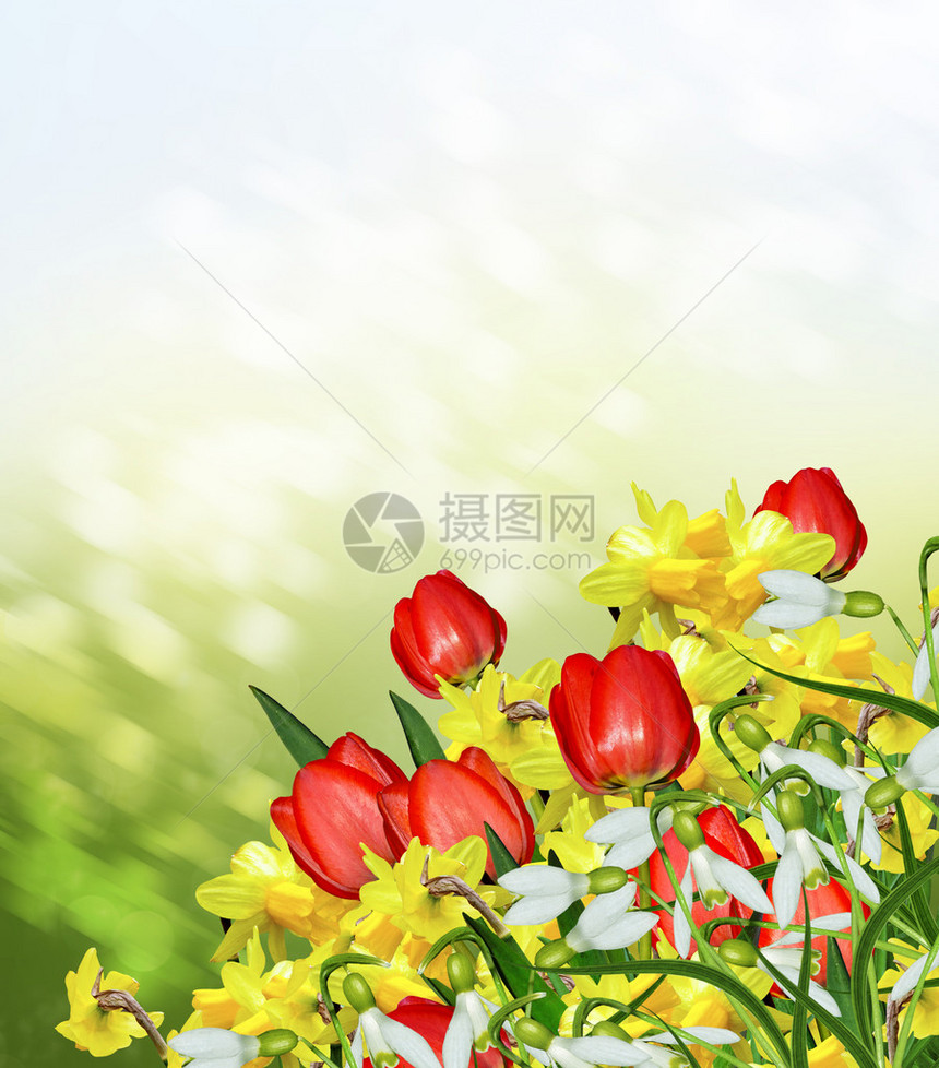 春天水仙花和郁金香花雪花莲图片