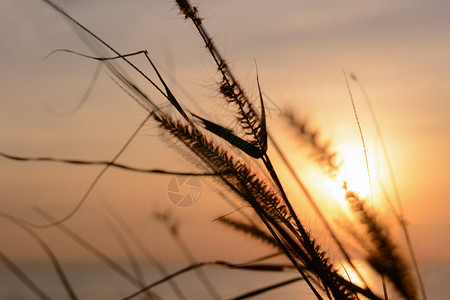 夕阳光与草花图片