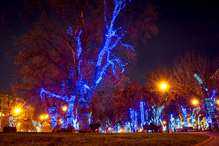 莫斯科夜间树木的照明装饰图片