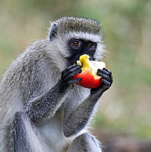 肯尼亚黑脸猴子图片
