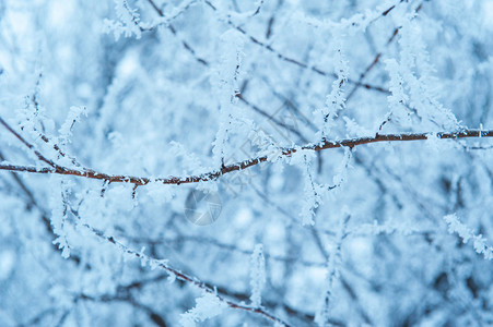 冬天被霜覆盖的树枝图片