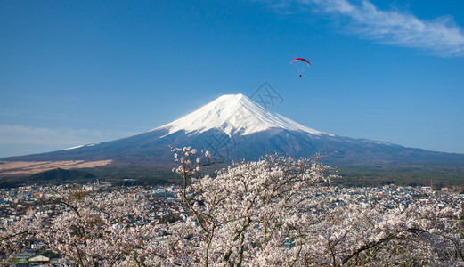 美丽的藤山和日本春水的樱桃图片