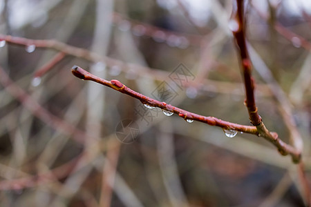 晨雨过后小水滴挂在树枝上图片