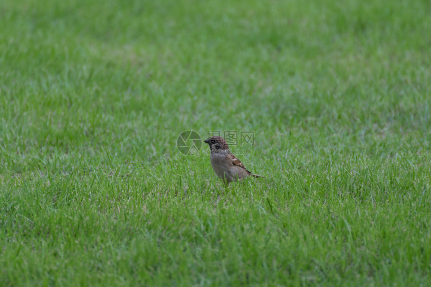 欧亚树麻雀鸟栖息在花园的草地上图片