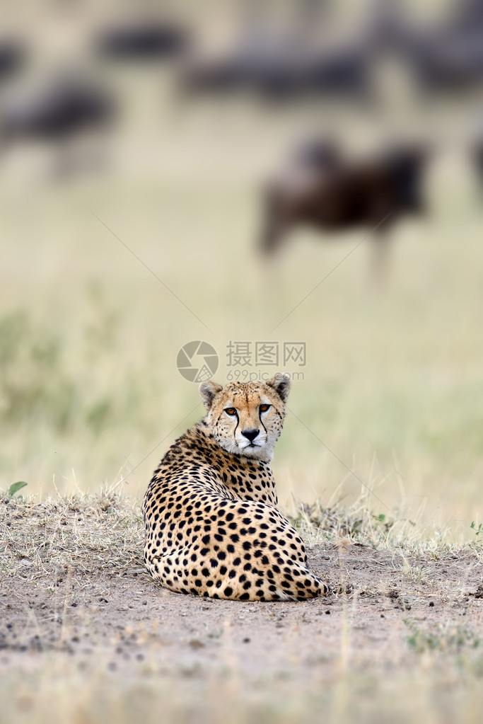 野生非洲猎豹美丽的哺乳动物图片