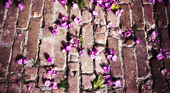 砖地上的鲜花照片图片