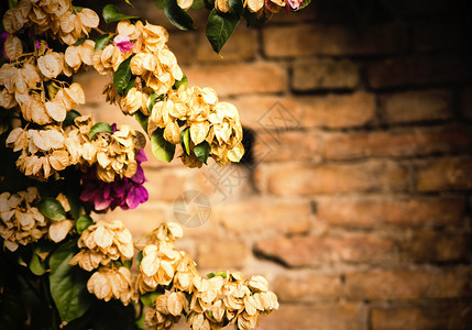 墙纸砖墙上的花朵照片图片