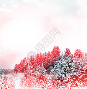 降雪在森林里冬季景观图片