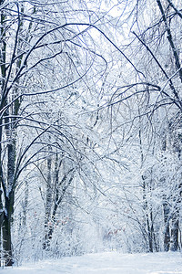 美丽的冬天树木背景图片