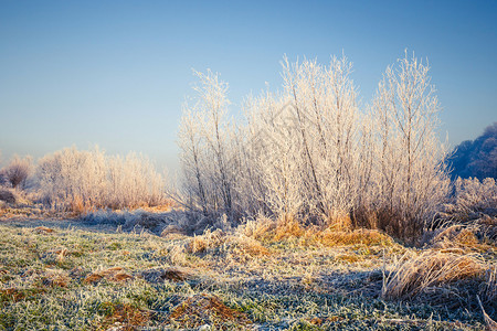 白雪覆盖的树木冬季景观图片