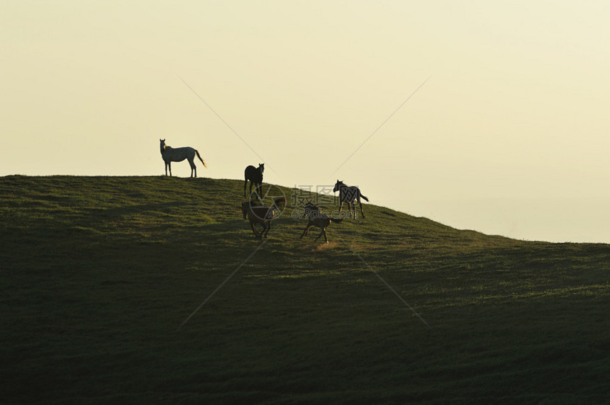 夕阳下马在田野上驰骋图片