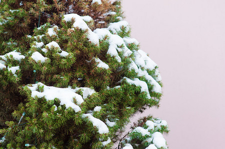 一棵圣诞树的枝在雪地里图片