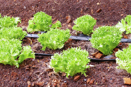 在农业有机农场种植的frillice卷心莴苣蔬菜图片