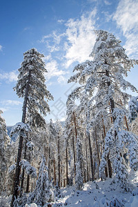 雪下的树木冬天的景色图片