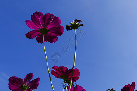 蓝天背景下盛开的波斯菊花草甸图片