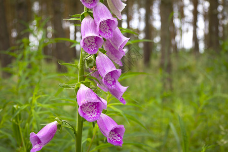 森林中紫色Foxglove花代号为Digitali图片
