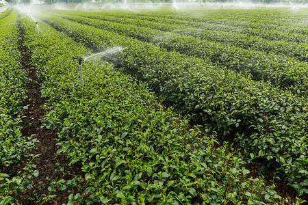 在大万TaiTung的绿色茶叶加供水图片
