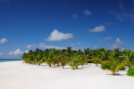 马尔代夫一个热带度假胜地的沙滩上阳图片
