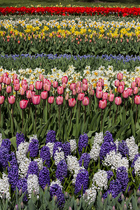 荷兰公园花卉床图片