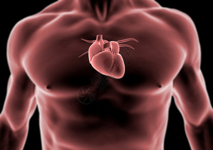 3d人体和心脏解图片