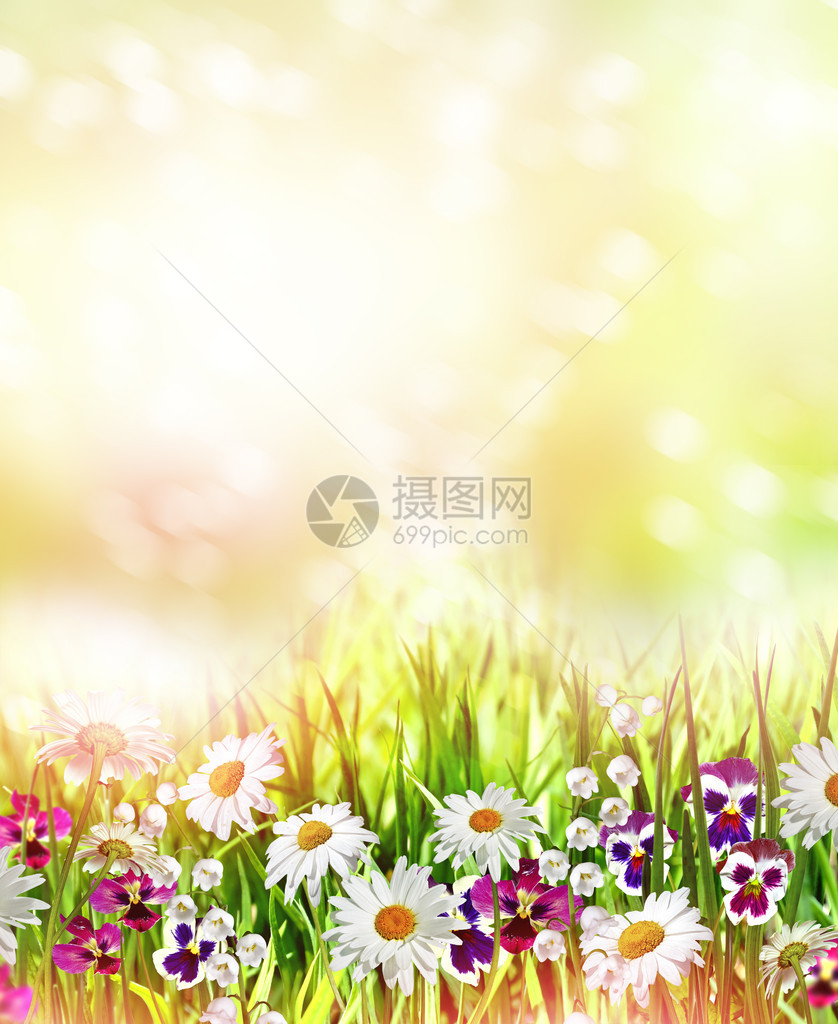 野花雏菊和三色紫罗兰图片