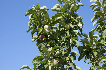 在树顶的苹果反对蓝天图片