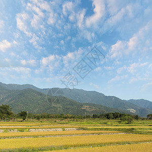 天空上有复制空间的稻田高清图片