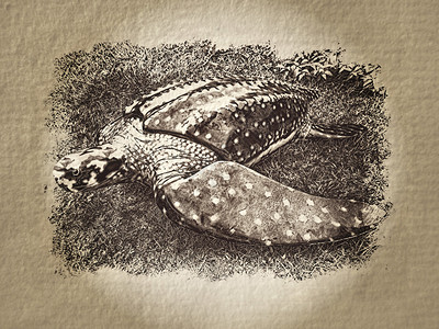 艺术龟纸插图图片