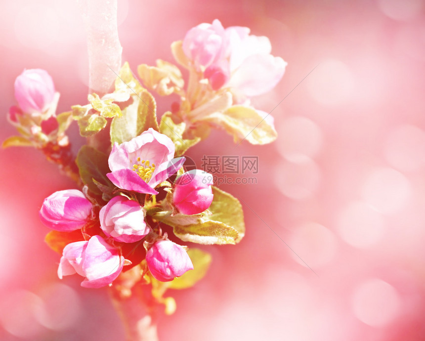 春天的风景梅花枝图片