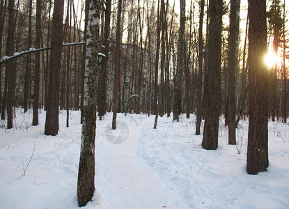 雪中有植物冬季森林图片