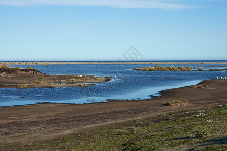 Gentoo企鹅Pygoscelispapua穿越环礁湖往返福克兰群图片