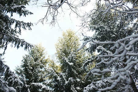 雪中的冬季森林图片