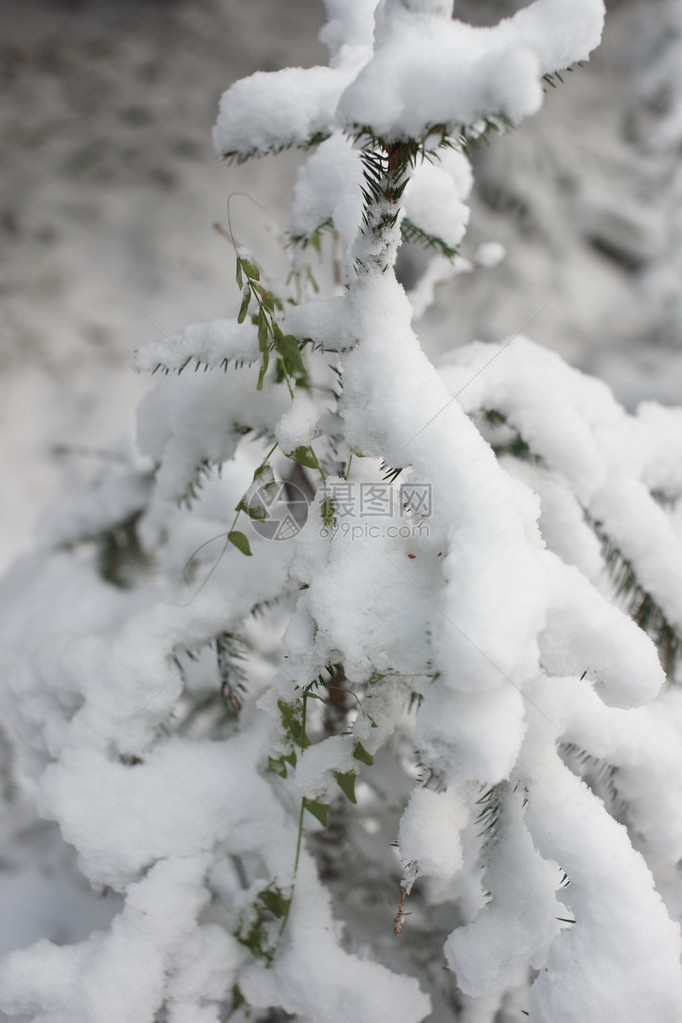 雪中的冬季森林图片