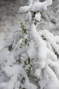 雪中的冬季森林图片