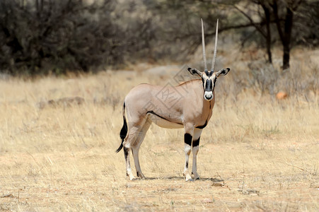 GemsbokantellopeOryx瞪羚图片