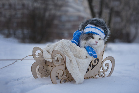 猫在雪橇冷天走图片