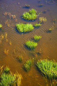 河中的绿藻和草背景图片
