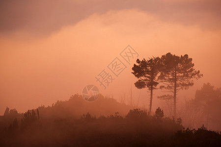 日落时被薄雾包围的树木剪影图片