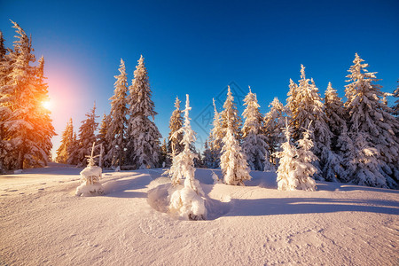 清晨阳光照耀的寒冬风景图片