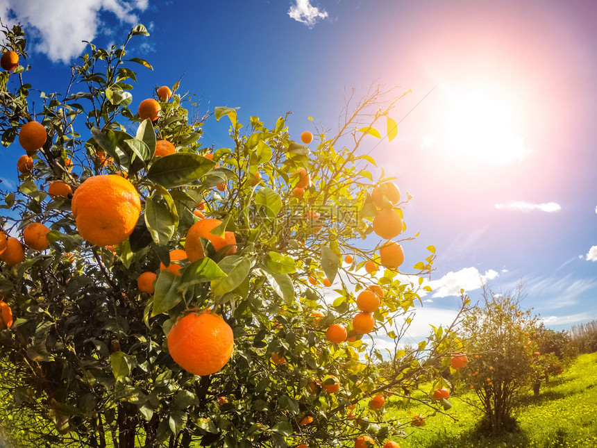 橙色花园与蓝天的美妙景色地中海气候西里岛图片