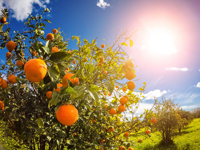 橙色花园与蓝天的美妙景色地中海气候西里岛图片