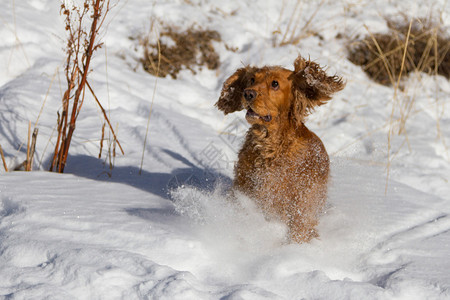 可卡犬站在雪地里做着灿烂的鬼脸图片