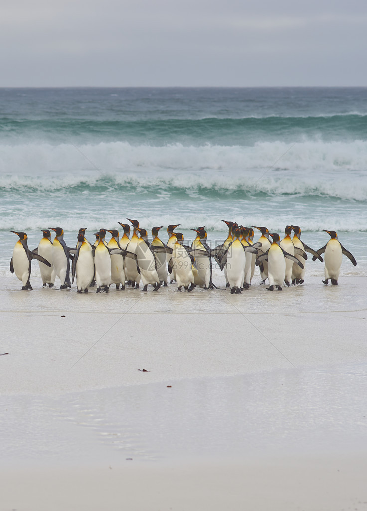 大批企鹅王Aptenodytespatagonicus在福克兰群岛志愿点的南大西洋暴风雨中短图片